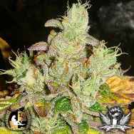 Lady Sativa Genetics Seeds Orange Diesel